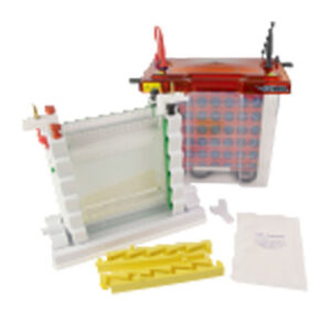 Protein Electrophoresis